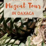 Guee Beez Palenque Visit Mezcal Tour Oaxaca by AuthenticFoodQuest
