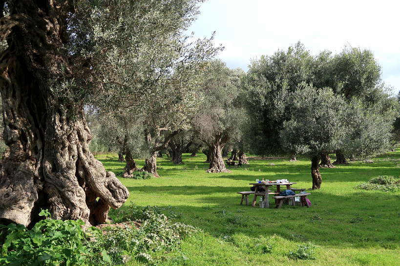 Ancient olive grove Chania Crete by Authentic Food Quest