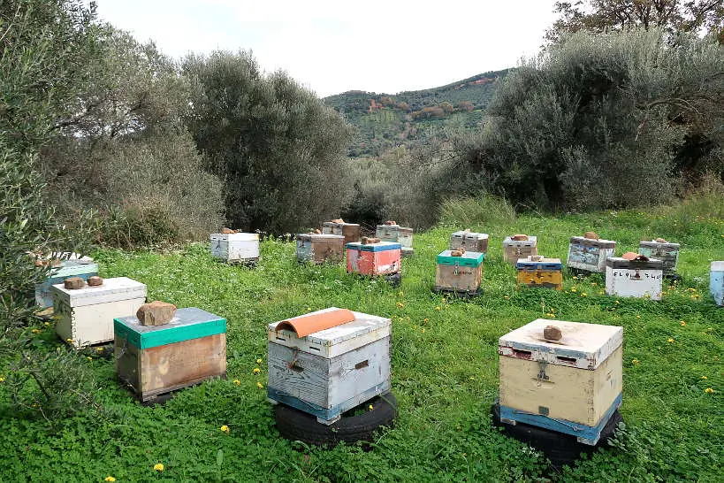 Bee Boxes in Crete by Authentic Food Quest