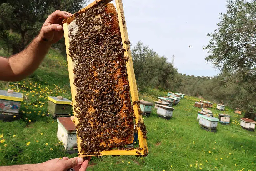 Bees making thyme honey in Crete by Authentic Food Quest