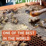 Cretan Honey by AuthenticFoodQuest