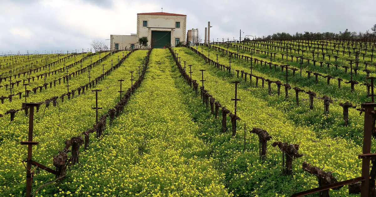 6 of the Best Wineries in Crete to Enjoy Indigenous Wines from Greece
