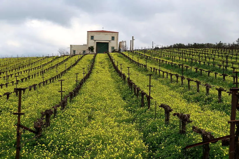Loupakis Winery and vineyard Crete by Authentic Food Quest