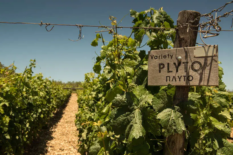 Vineyard with Plyto Sign at Lyrarakis Winery Crete by AuthenticFoodQuest