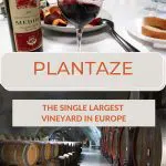 Pinterest Plantaze by Authentic Food Quest