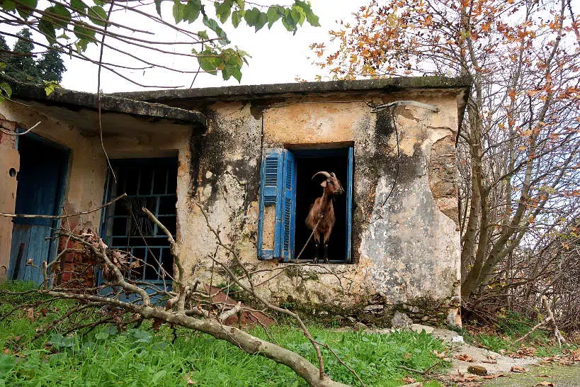 Goat in House Chania Villages by Authentic Food Quest