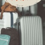 Pinterest Wine Luggage For Air travel by Authentic Food Quest