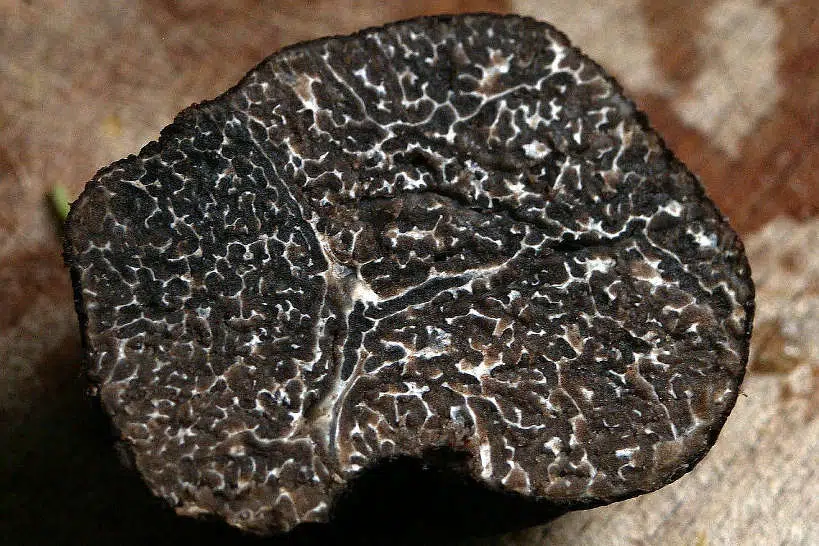 Truffle Hunting Tuscany Culinary Vacation by Authentic Food Quest