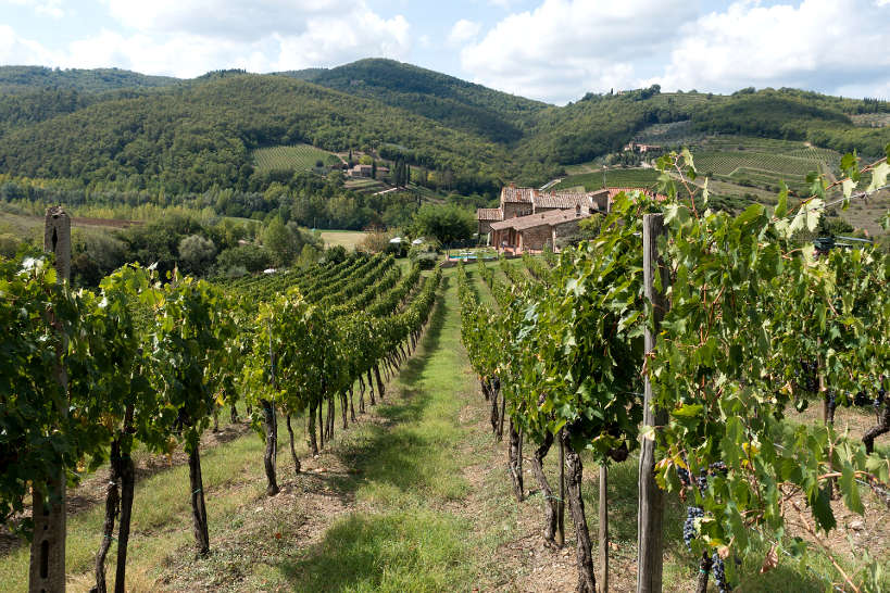 Vineyards in Tuscany by Authentic Food Quest