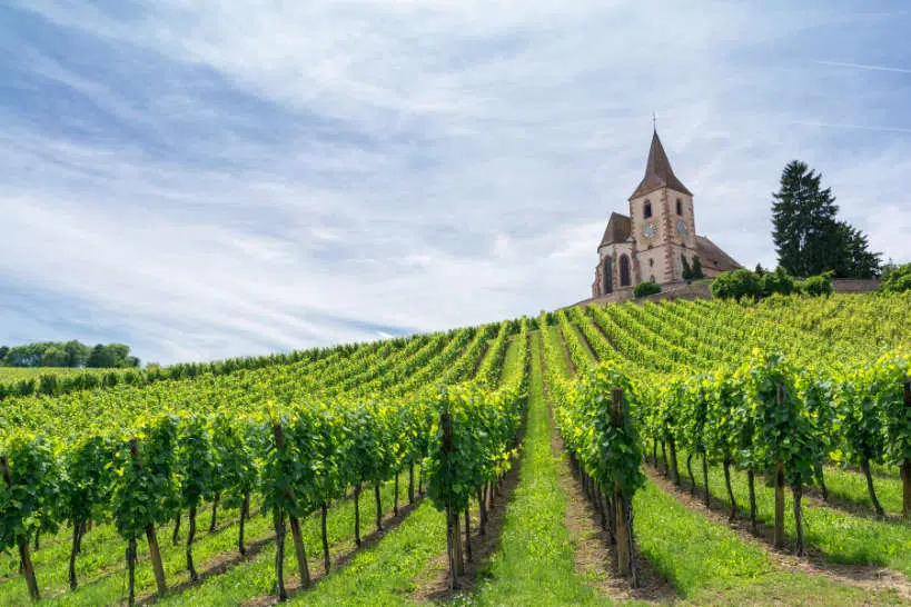 French Vineyard Visit Luxury Cookings Vacations France by Authentic Food Quest