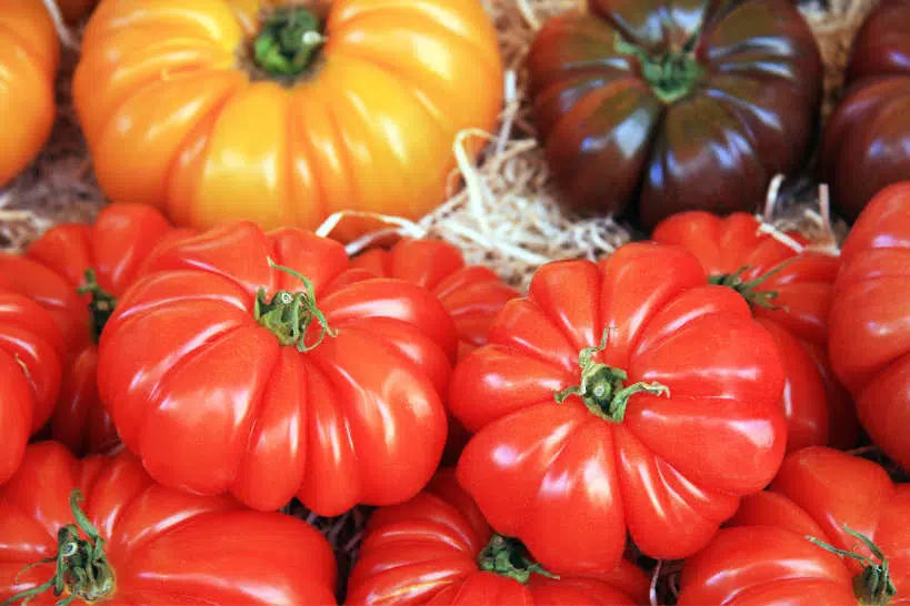 Marmande Tomatoes on the Market in France by Authentic Food Quest
