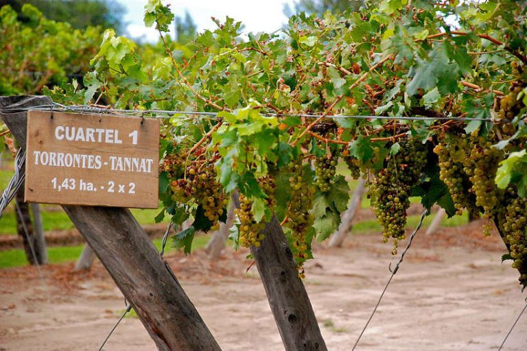 Argentina Drinks Guide 9 Of The Most Popular Beverages You Should Try