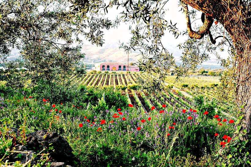 Tenuta delle Terre Nere Etna Winery by Authentic Food Quest