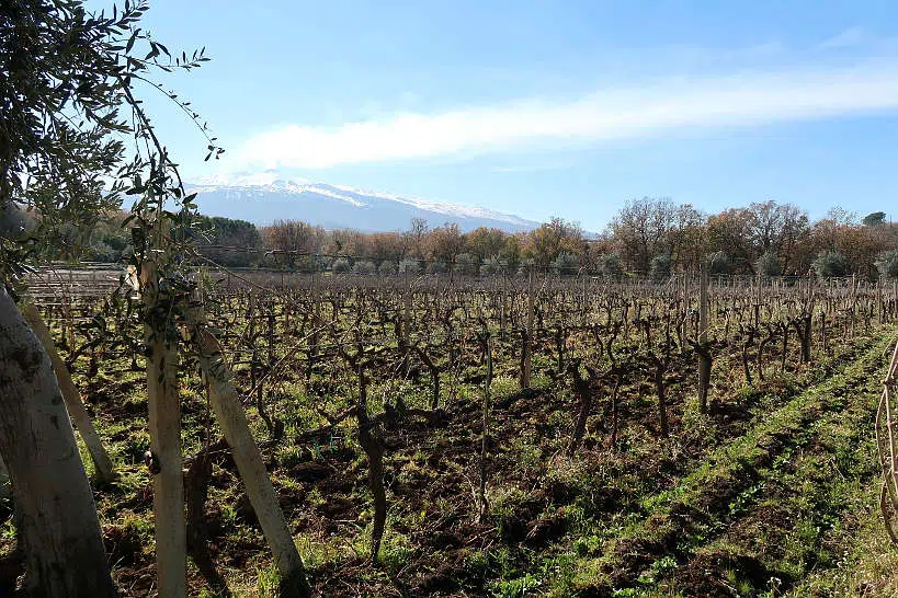 Tornatore Winery Largest Etna Vineyard by Authentic Food Quest