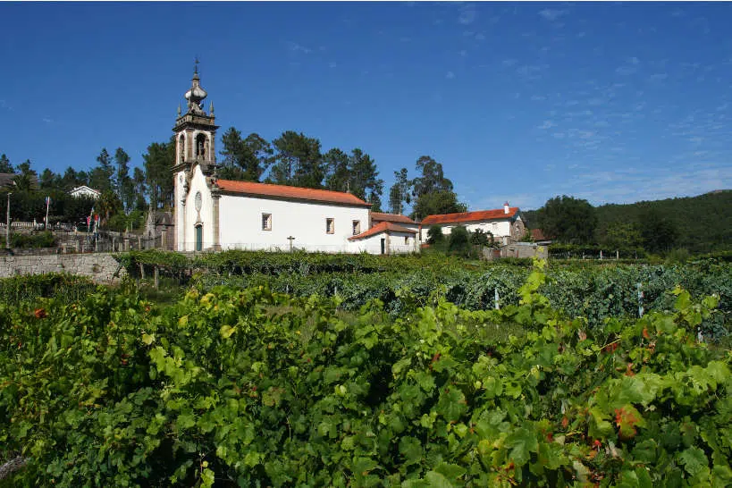 Vine yard in Minho Verde Portugal by Authentic Food Quest
