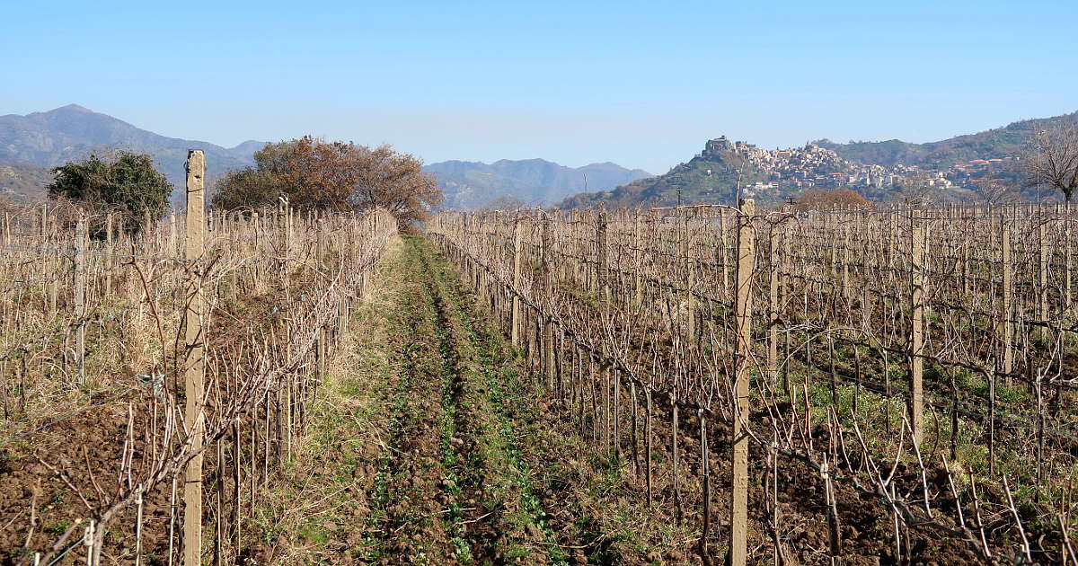 Vineyards of The Best Wineries in Sicily by Authentic Food Quest