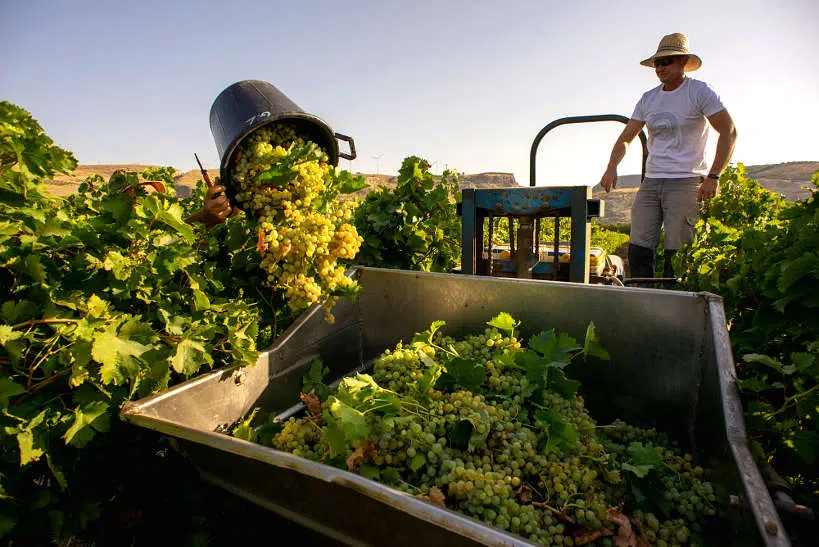 Planeta Winery Sicily Italy Grillo Harvest by Authentic Food Quest
