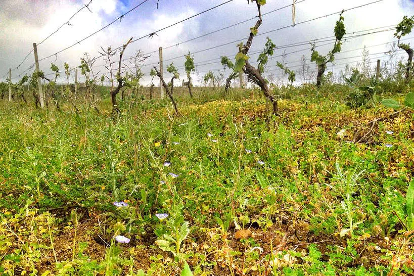 Quattrocieli Vineyards Sicilian Wineries by Authentic Food Ques