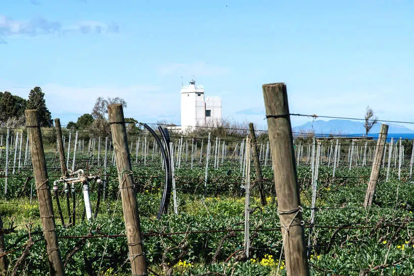 Tenuta Rasocolmo Winery in Messina Sicily by Authentic Food Quest