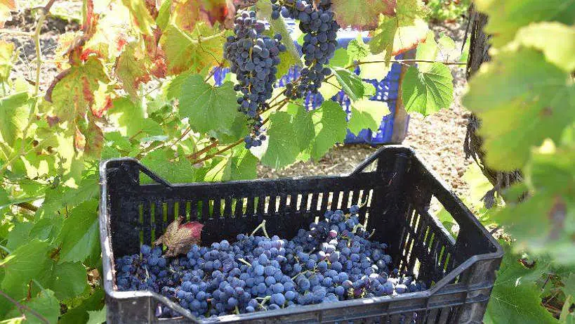 Terre Di Noto Vineyards Sicily by Authentic Food Quest