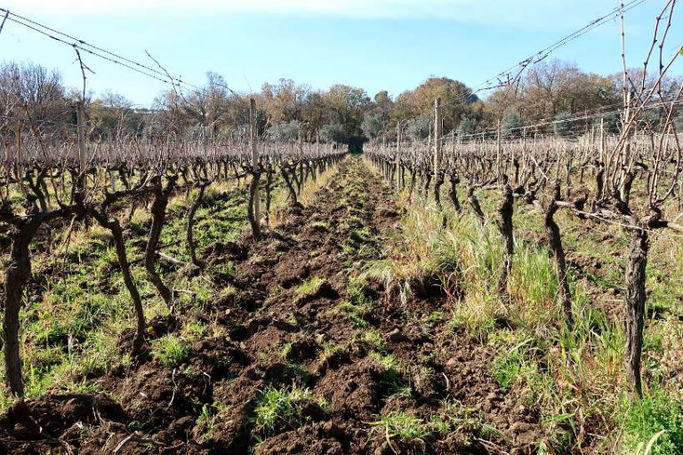 15 Best Wineries In Sicily To Visit For Tasting Wines Of Sicily