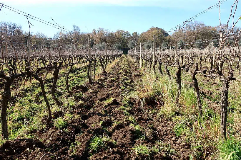 Tornatore Vineyards Sicily Wineries by Authentic Food Quest