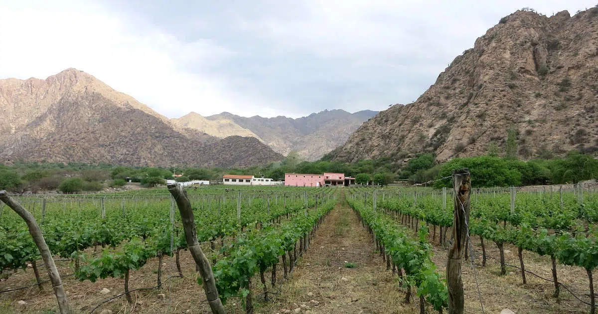 Bodegas Cafayate Wineries by Authentic Food Quest