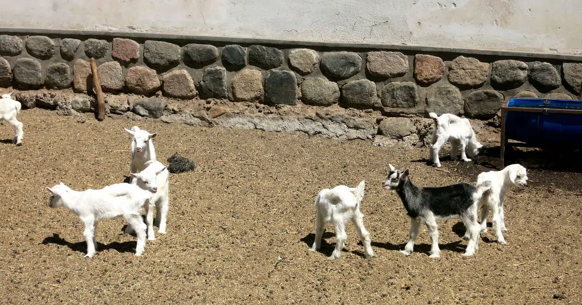 Cabras de Cafayate Goat Farm Visit Argentina by Authentic Food Quest