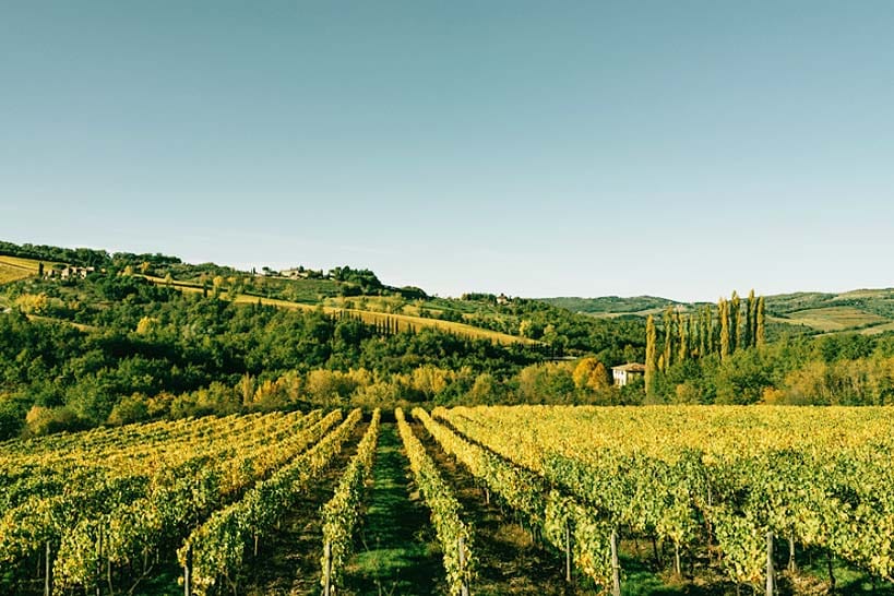 Vineyards in Chianti Italian Culinary Tours by Authentic Food Quest
