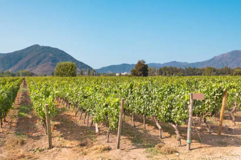 Colchagua Chile Wine Region by Authentic Food Quest
