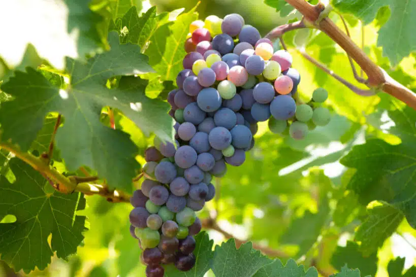 Colchagua Grape Santiago Wine Tours by Authentic Food Quest