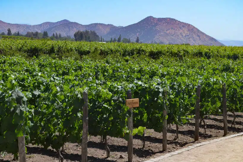 A Maipo Valley Vineyard during Santiago Wine Tour by AuthenticFoodQuest