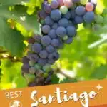 Pinterest Wine Tours In Chile From Santiago by Authentic Food Quest