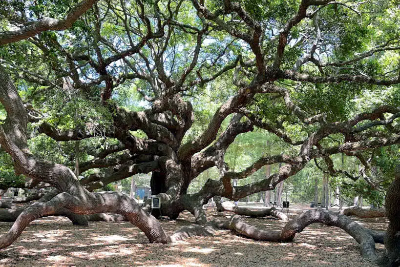 Oak Tree Best Food Tour In Charleston sc by Authentic Food Quest