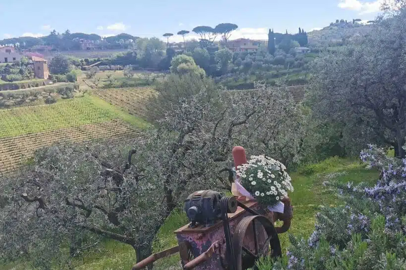Minardi Historic Winery Frascati Wine Tour Authentic Food Quest
