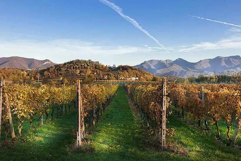 Bologna Emilia Wine Tour Experience Wine Tour Bologna by Authentic Food Quest