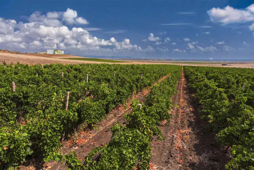 Dives Estate Winery Bulgaria by Authentic Food Quest