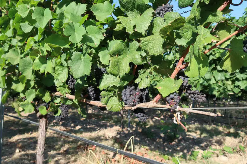 Grapes Bulgarian Wineries by Authentic Food Quest