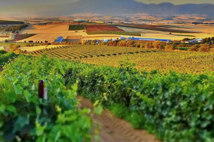Minkov Brothers Vineyard Bulgarian Wineries by Authentic Food Quest